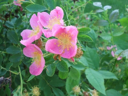 Wild rose